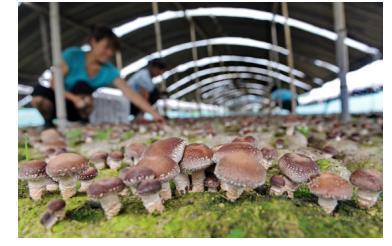 食用菌做成大产业 小小香菇撑起“致富伞”