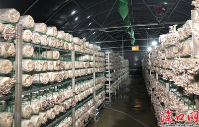 海口仁南村:食用菌产业撑起“致富伞”[图]